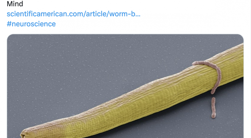 Worm Brains, Decoded like Never Before